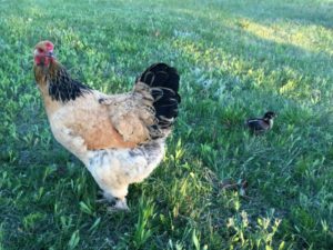 Furry Feet and Baby Chick - resized